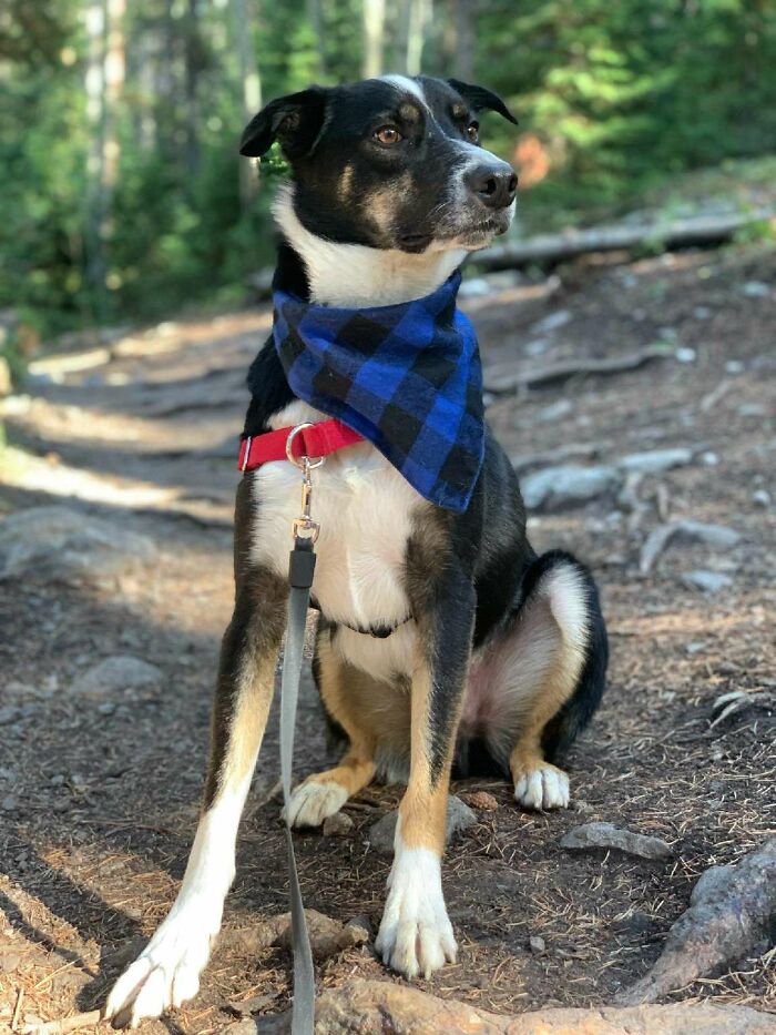 Hey Pandas, Post Your Favorite Picture Of Your Dog (Closed) Hey Pandas, Post Your Favorite Picture Of Your Dog (Closed)