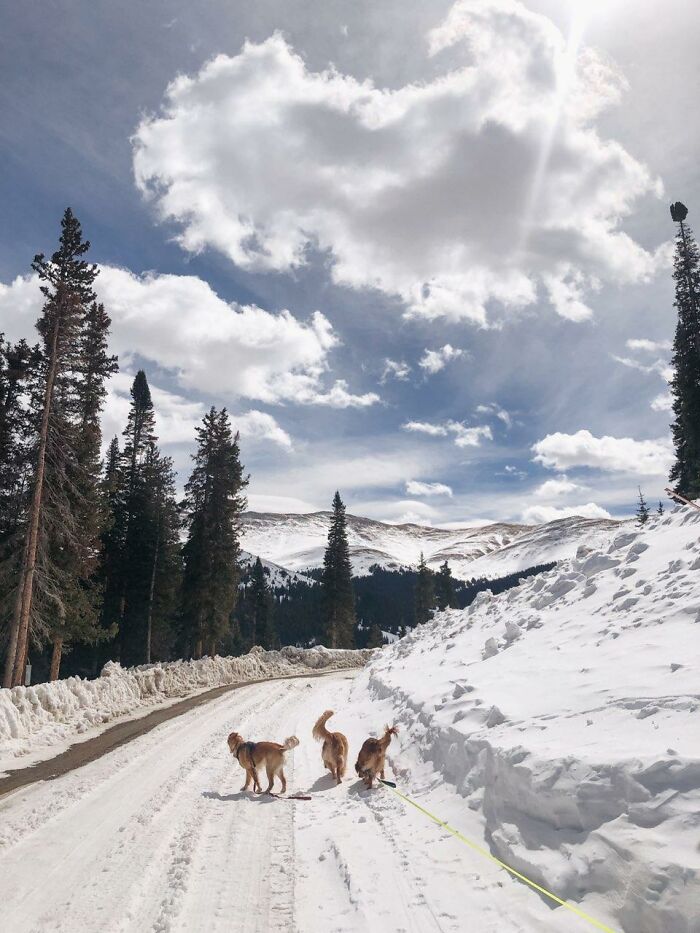 Hey Pandas, Post Your Favorite Picture Of Your Dog (Closed) Hey Pandas, Post Your Favorite Picture Of Your Dog (Closed)