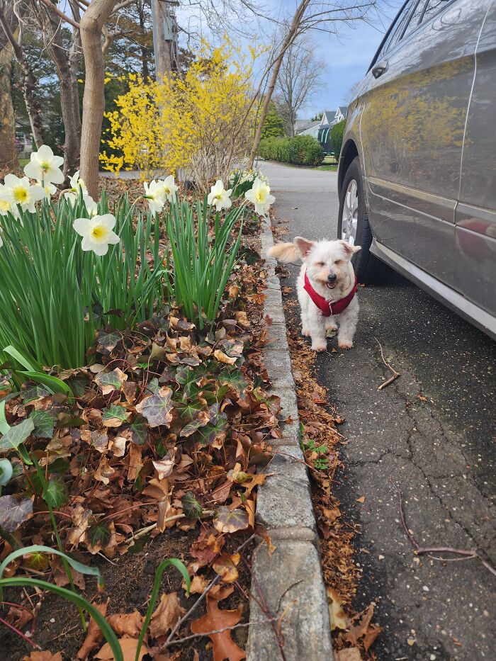 Hey Pandas, Post Your Favorite Picture Of Your Dog (Closed) Hey Pandas, Post Your Favorite Picture Of Your Dog (Closed)