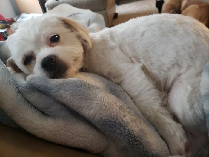 Hey Pandas, Post Your Favorite Picture Of Your Dog (Closed) Hey Pandas, Post Your Favorite Picture Of Your Dog (Closed)