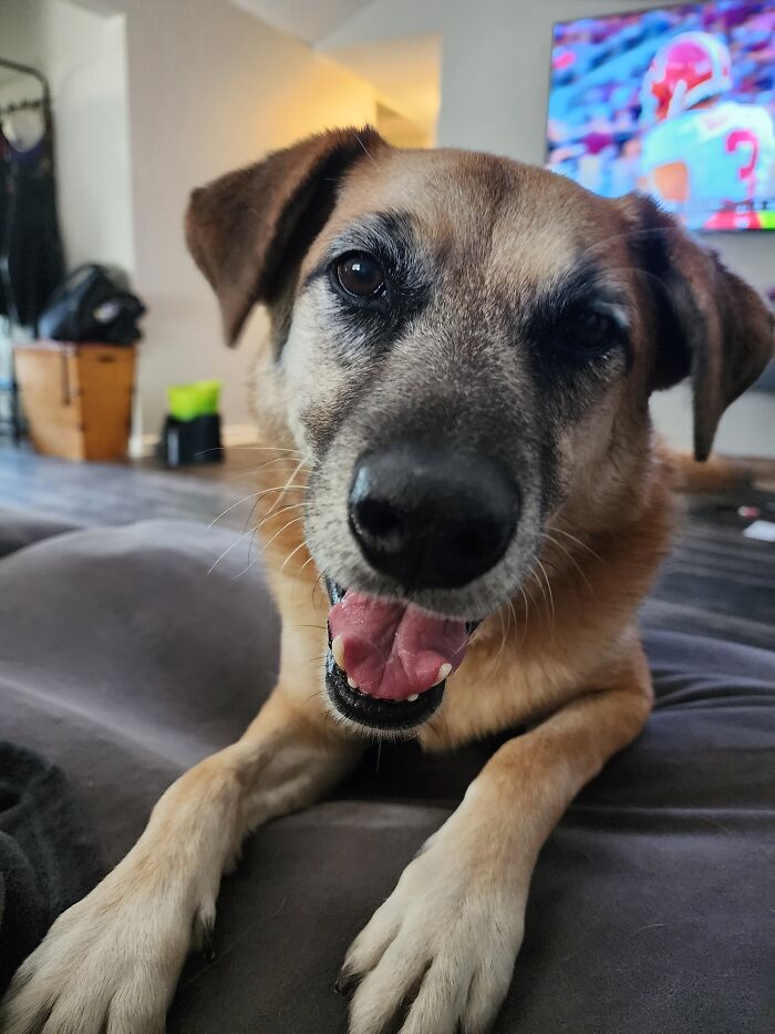 Hey Pandas, Post Your Favorite Picture Of Your Dog (Closed) Hey Pandas, Post Your Favorite Picture Of Your Dog (Closed)