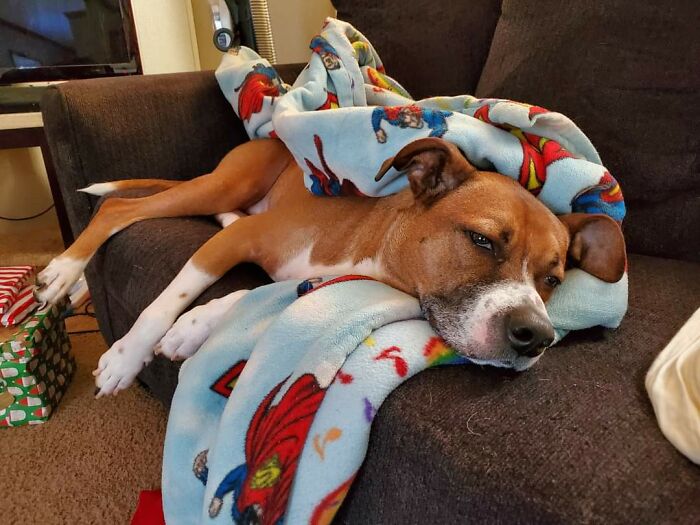 Hey Pandas, Post Your Favorite Picture Of Your Dog (Closed) Hey Pandas, Post Your Favorite Picture Of Your Dog (Closed)