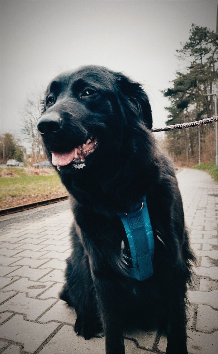 Hey Pandas, Post Your Favorite Picture Of Your Dog (Closed) Hey Pandas, Post Your Favorite Picture Of Your Dog (Closed)