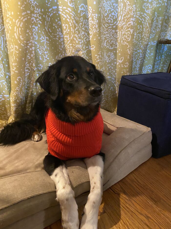 Hey Pandas, Post Your Favorite Picture Of Your Dog (Closed) Hey Pandas, Post Your Favorite Picture Of Your Dog (Closed)