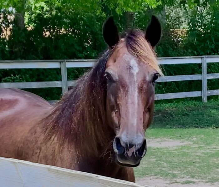 Hey Pandas, Post A Picture Of A Pet That Is No Longer With Us Hey Pandas, Post A Picture Of A Pet That Is No Longer With Us