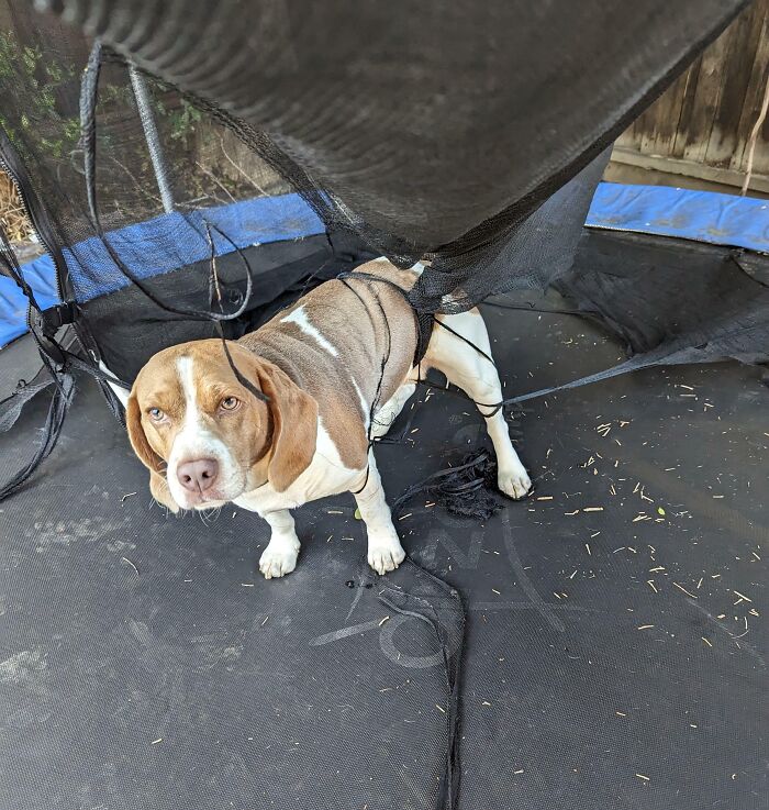 50 Unfortunate Animals Whose Day Didn’t Go Exactly As They Planned (New Pics) 50 Unfortunate Animals Whose Day Didn’t Go Exactly As They Planned (New Pics)