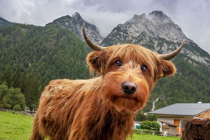 68 Imaginary Creatures That I Photoshopped By Fusing Two Existing Ones 68 Imaginary Creatures That I Photoshopped By Fusing Two Existing Ones