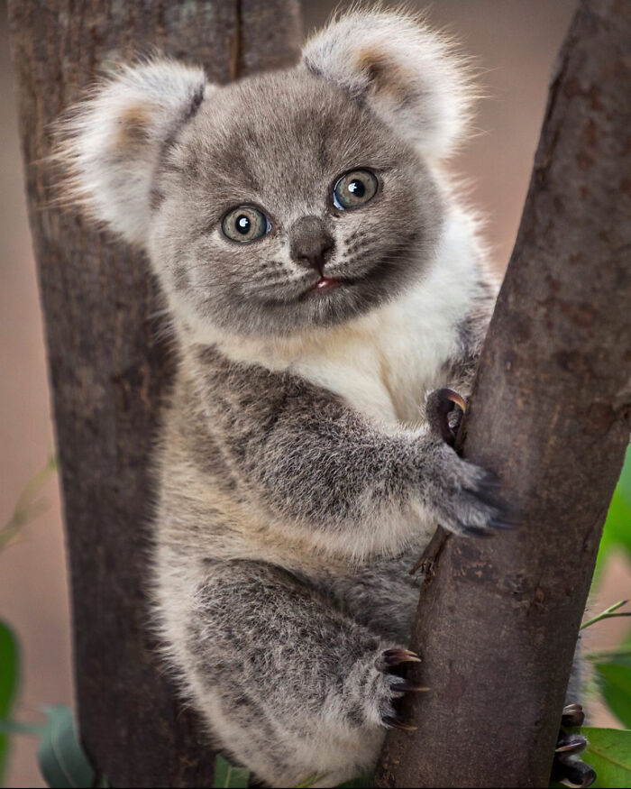 68 Imaginary Creatures That I Photoshopped By Fusing Two Existing Ones 68 Imaginary Creatures That I Photoshopped By Fusing Two Existing Ones