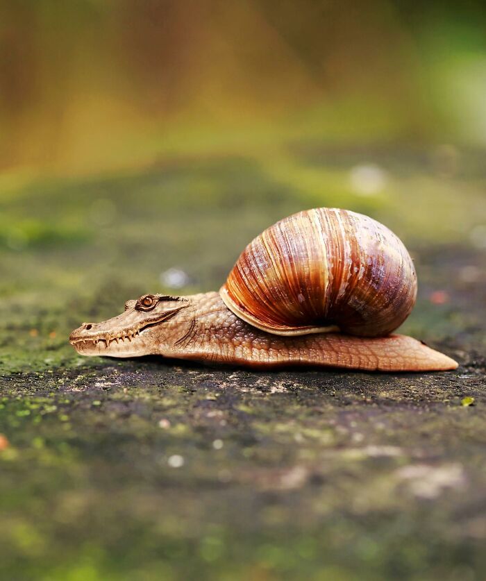 68 Imaginary Creatures That I Photoshopped By Fusing Two Existing Ones 68 Imaginary Creatures That I Photoshopped By Fusing Two Existing Ones