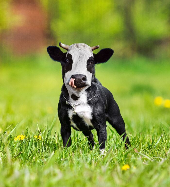 68 Imaginary Creatures That I Photoshopped By Fusing Two Existing Ones 68 Imaginary Creatures That I Photoshopped By Fusing Two Existing Ones