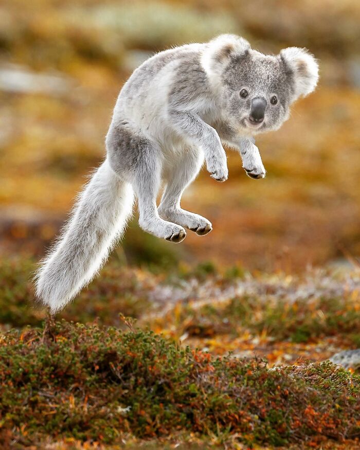 68 Imaginary Creatures That I Photoshopped By Fusing Two Existing Ones 68 Imaginary Creatures That I Photoshopped By Fusing Two Existing Ones