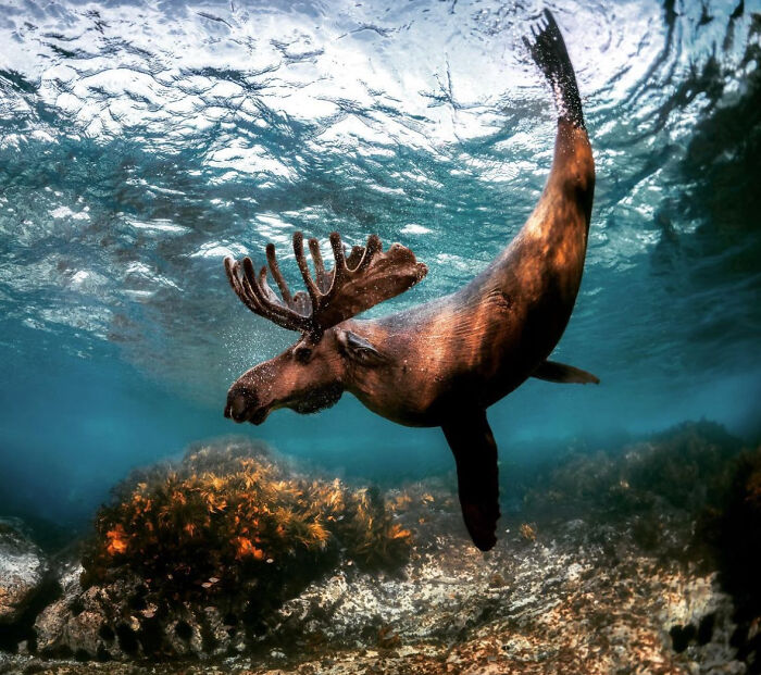 68 Imaginary Creatures That I Photoshopped By Fusing Two Existing Ones 68 Imaginary Creatures That I Photoshopped By Fusing Two Existing Ones