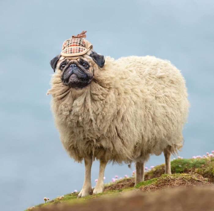 68 Imaginary Creatures That I Photoshopped By Fusing Two Existing Ones 68 Imaginary Creatures That I Photoshopped By Fusing Two Existing Ones