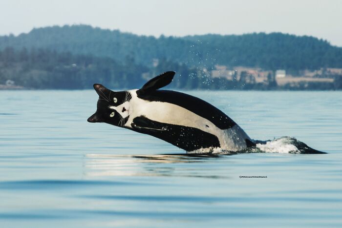 68 Imaginary Creatures That I Photoshopped By Fusing Two Existing Ones 68 Imaginary Creatures That I Photoshopped By Fusing Two Existing Ones