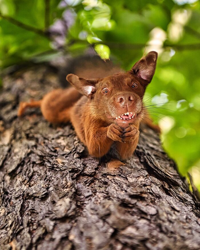 68 Imaginary Creatures That I Photoshopped By Fusing Two Existing Ones 68 Imaginary Creatures That I Photoshopped By Fusing Two Existing Ones