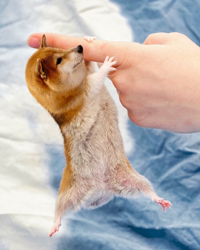 68 Imaginary Creatures That I Photoshopped By Fusing Two Existing Ones 68 Imaginary Creatures That I Photoshopped By Fusing Two Existing Ones