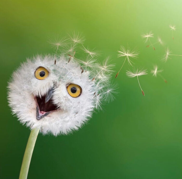 68 Imaginary Creatures That I Photoshopped By Fusing Two Existing Ones 68 Imaginary Creatures That I Photoshopped By Fusing Two Existing Ones