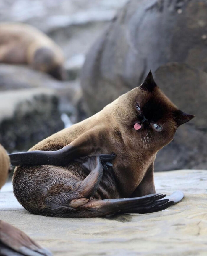 68 Imaginary Creatures That I Photoshopped By Fusing Two Existing Ones 68 Imaginary Creatures That I Photoshopped By Fusing Two Existing Ones