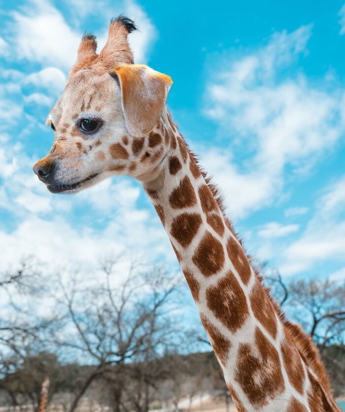 68 Imaginary Creatures That I Photoshopped By Fusing Two Existing Ones 68 Imaginary Creatures That I Photoshopped By Fusing Two Existing Ones