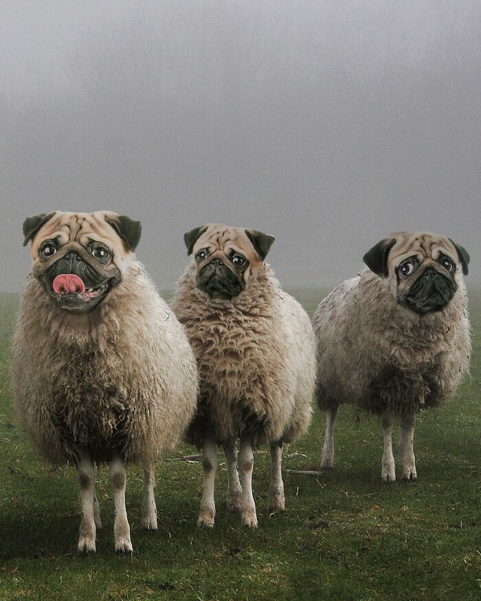 68 Imaginary Creatures That I Photoshopped By Fusing Two Existing Ones 68 Imaginary Creatures That I Photoshopped By Fusing Two Existing Ones