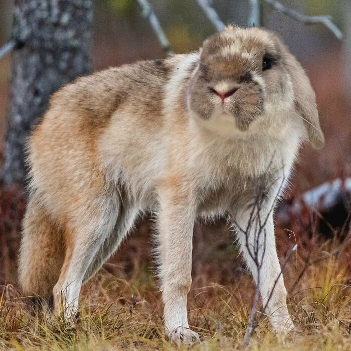 68 Imaginary Creatures That I Photoshopped By Fusing Two Existing Ones 68 Imaginary Creatures That I Photoshopped By Fusing Two Existing Ones