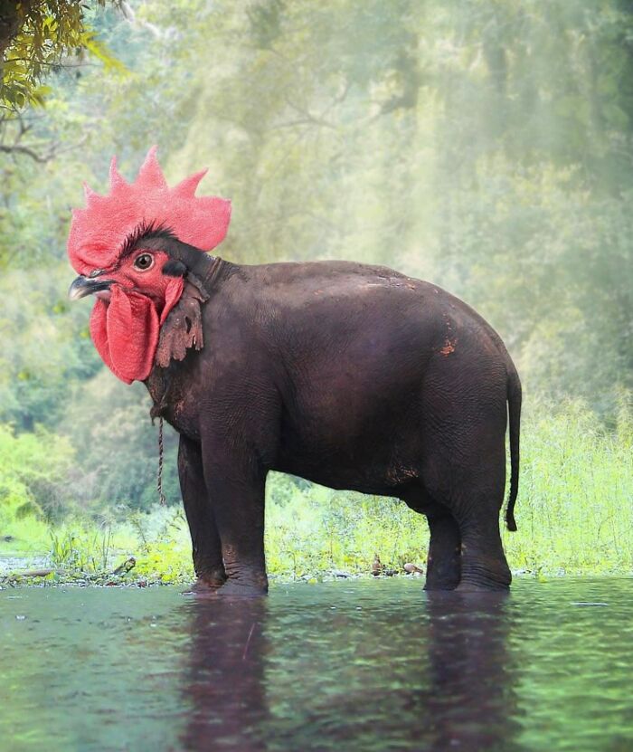 68 Imaginary Creatures That I Photoshopped By Fusing Two Existing Ones 68 Imaginary Creatures That I Photoshopped By Fusing Two Existing Ones