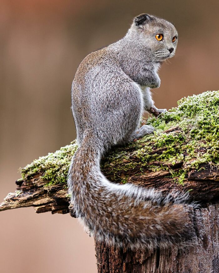 68 Imaginary Creatures That I Photoshopped By Fusing Two Existing Ones 68 Imaginary Creatures That I Photoshopped By Fusing Two Existing Ones