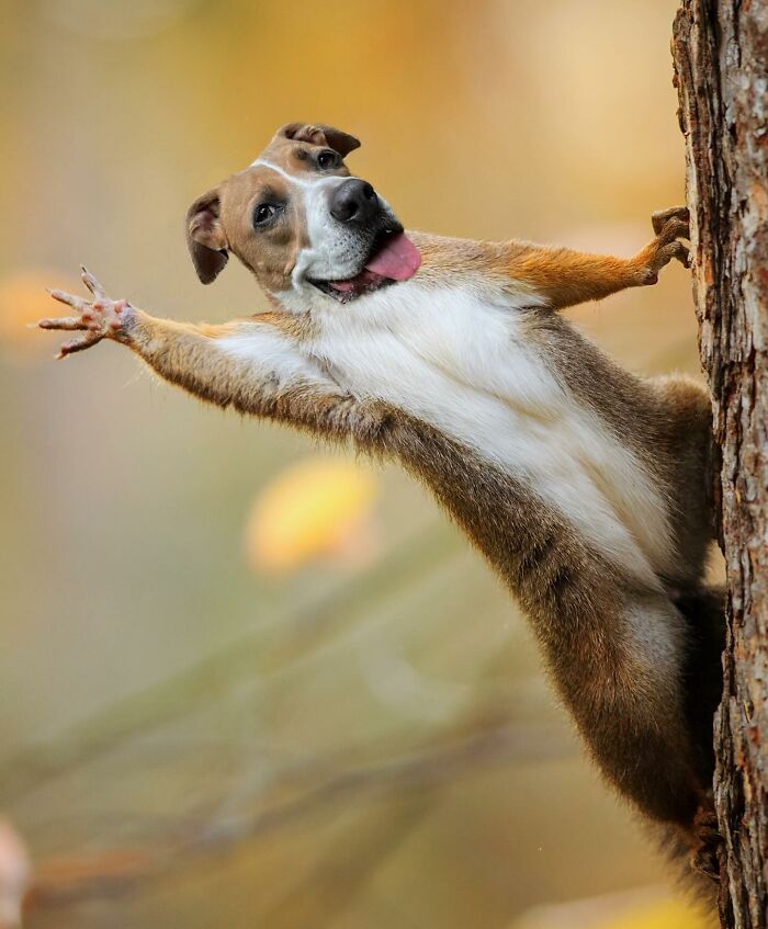 68 Imaginary Creatures That I Photoshopped By Fusing Two Existing Ones 68 Imaginary Creatures That I Photoshopped By Fusing Two Existing Ones