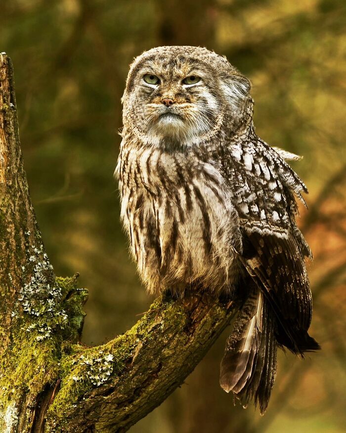 68 Imaginary Creatures That I Photoshopped By Fusing Two Existing Ones 68 Imaginary Creatures That I Photoshopped By Fusing Two Existing Ones