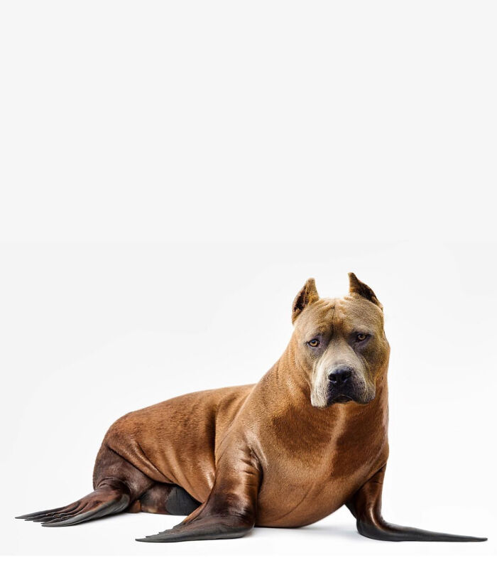 68 Imaginary Creatures That I Photoshopped By Fusing Two Existing Ones 68 Imaginary Creatures That I Photoshopped By Fusing Two Existing Ones