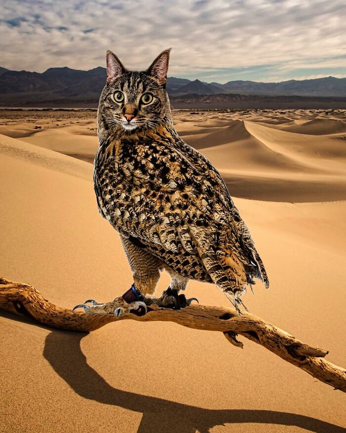 68 Imaginary Creatures That I Photoshopped By Fusing Two Existing Ones 68 Imaginary Creatures That I Photoshopped By Fusing Two Existing Ones