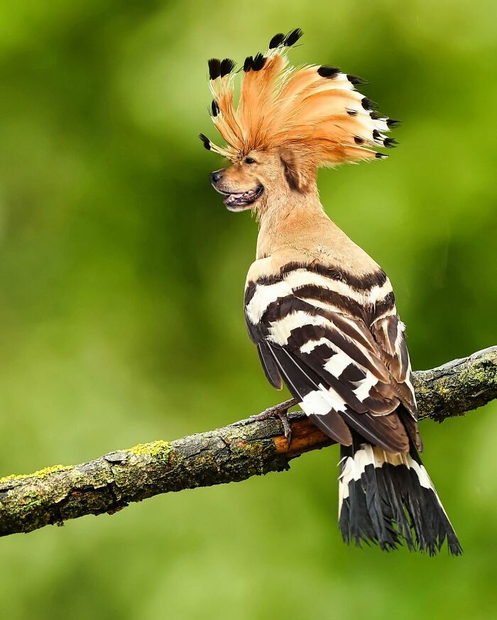 68 Imaginary Creatures That I Photoshopped By Fusing Two Existing Ones 68 Imaginary Creatures That I Photoshopped By Fusing Two Existing Ones