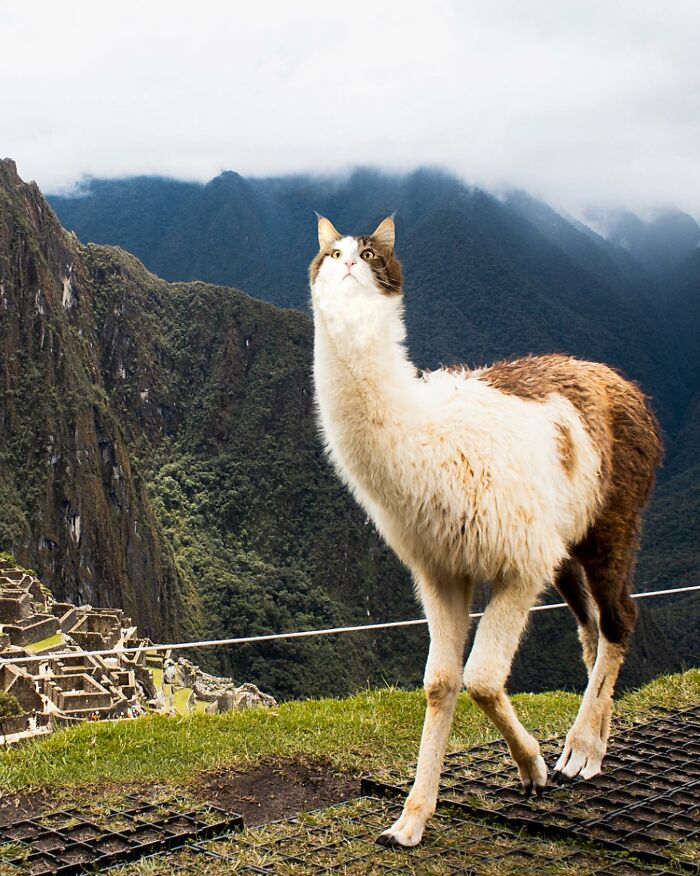 68 Imaginary Creatures That I Photoshopped By Fusing Two Existing Ones 68 Imaginary Creatures That I Photoshopped By Fusing Two Existing Ones