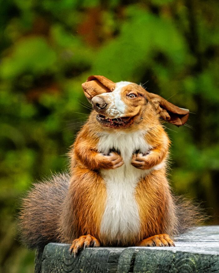 68 Imaginary Creatures That I Photoshopped By Fusing Two Existing Ones 68 Imaginary Creatures That I Photoshopped By Fusing Two Existing Ones