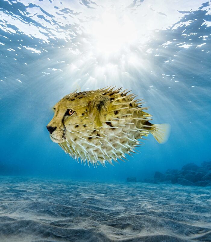 68 Imaginary Creatures That I Photoshopped By Fusing Two Existing Ones 68 Imaginary Creatures That I Photoshopped By Fusing Two Existing Ones