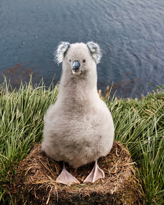 68 Imaginary Creatures That I Photoshopped By Fusing Two Existing Ones 68 Imaginary Creatures That I Photoshopped By Fusing Two Existing Ones