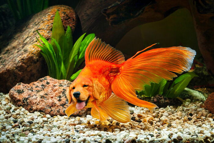 68 Imaginary Creatures That I Photoshopped By Fusing Two Existing Ones 68 Imaginary Creatures That I Photoshopped By Fusing Two Existing Ones