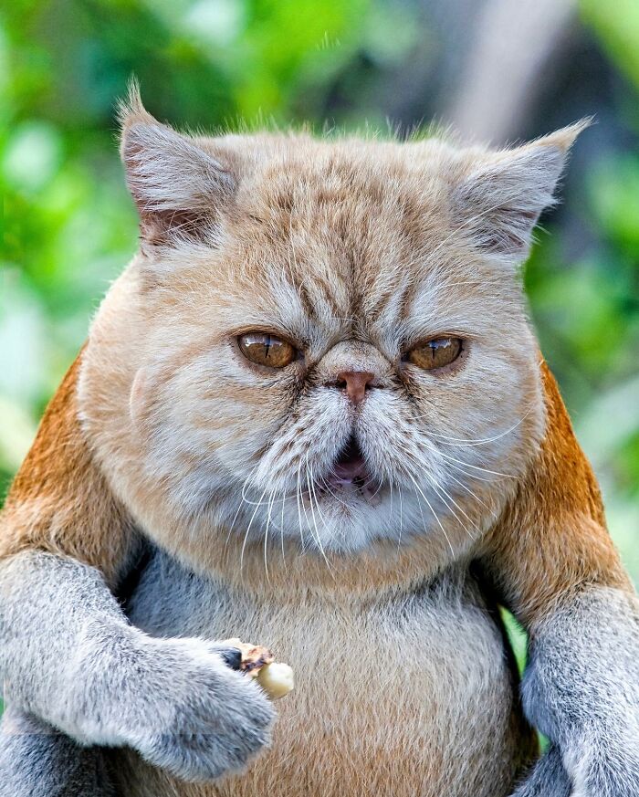 68 Imaginary Creatures That I Photoshopped By Fusing Two Existing Ones 68 Imaginary Creatures That I Photoshopped By Fusing Two Existing Ones