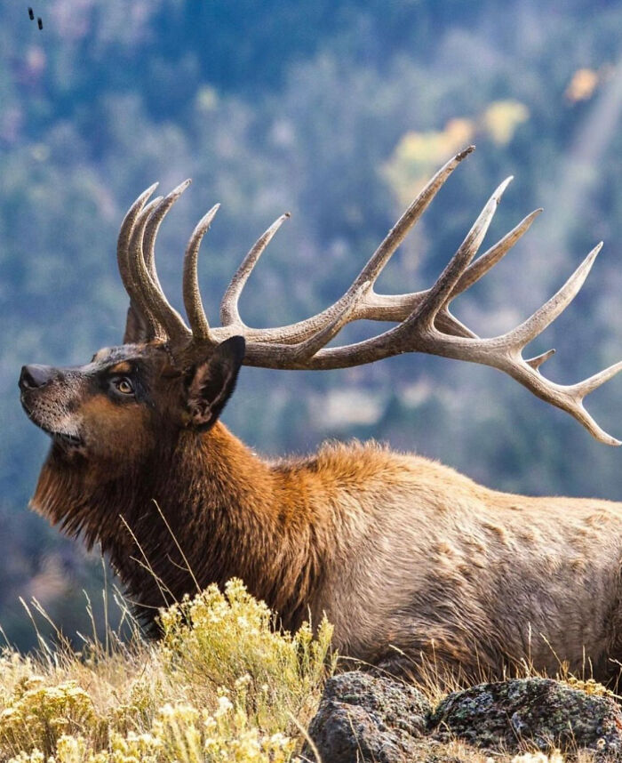 68 Imaginary Creatures That I Photoshopped By Fusing Two Existing Ones 68 Imaginary Creatures That I Photoshopped By Fusing Two Existing Ones