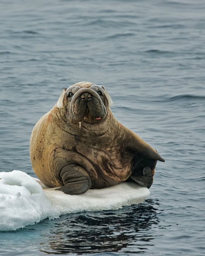 68 Imaginary Creatures That I Photoshopped By Fusing Two Existing Ones 68 Imaginary Creatures That I Photoshopped By Fusing Two Existing Ones