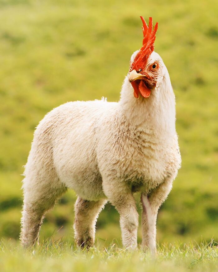 68 Imaginary Creatures That I Photoshopped By Fusing Two Existing Ones 68 Imaginary Creatures That I Photoshopped By Fusing Two Existing Ones