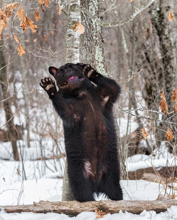 68 Imaginary Creatures That I Photoshopped By Fusing Two Existing Ones 68 Imaginary Creatures That I Photoshopped By Fusing Two Existing Ones