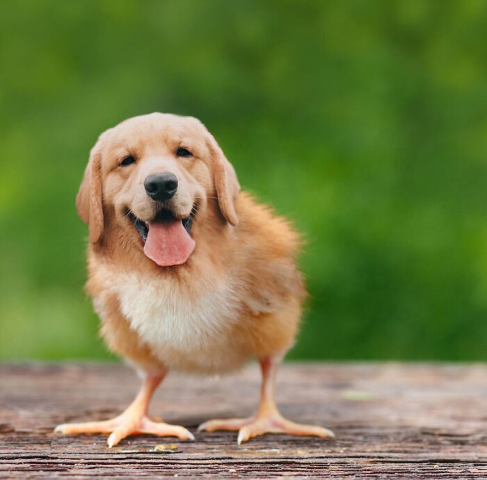 68 Imaginary Creatures That I Photoshopped By Fusing Two Existing Ones 68 Imaginary Creatures That I Photoshopped By Fusing Two Existing Ones