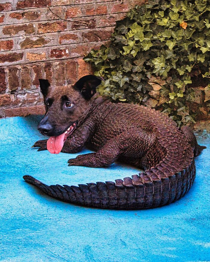 68 Imaginary Creatures That I Photoshopped By Fusing Two Existing Ones 68 Imaginary Creatures That I Photoshopped By Fusing Two Existing Ones