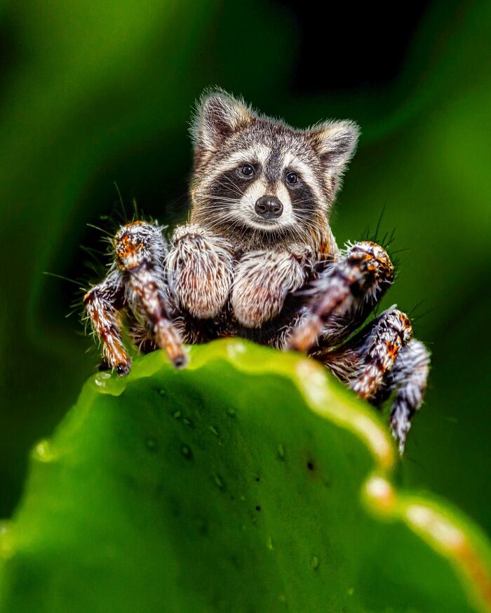 68 Imaginary Creatures That I Photoshopped By Fusing Two Existing Ones 68 Imaginary Creatures That I Photoshopped By Fusing Two Existing Ones