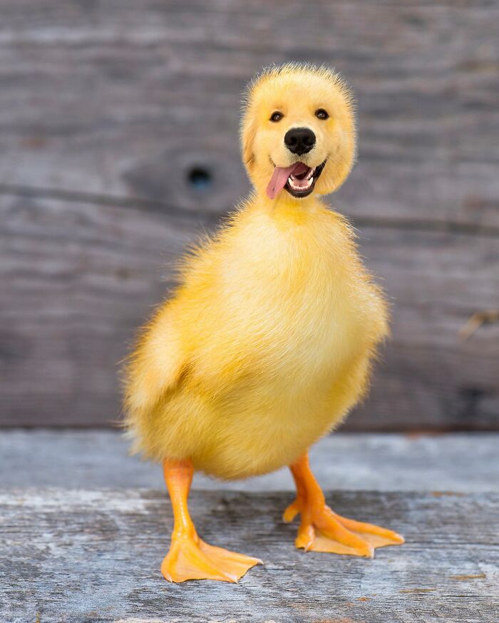 68 Imaginary Creatures That I Photoshopped By Fusing Two Existing Ones 68 Imaginary Creatures That I Photoshopped By Fusing Two Existing Ones