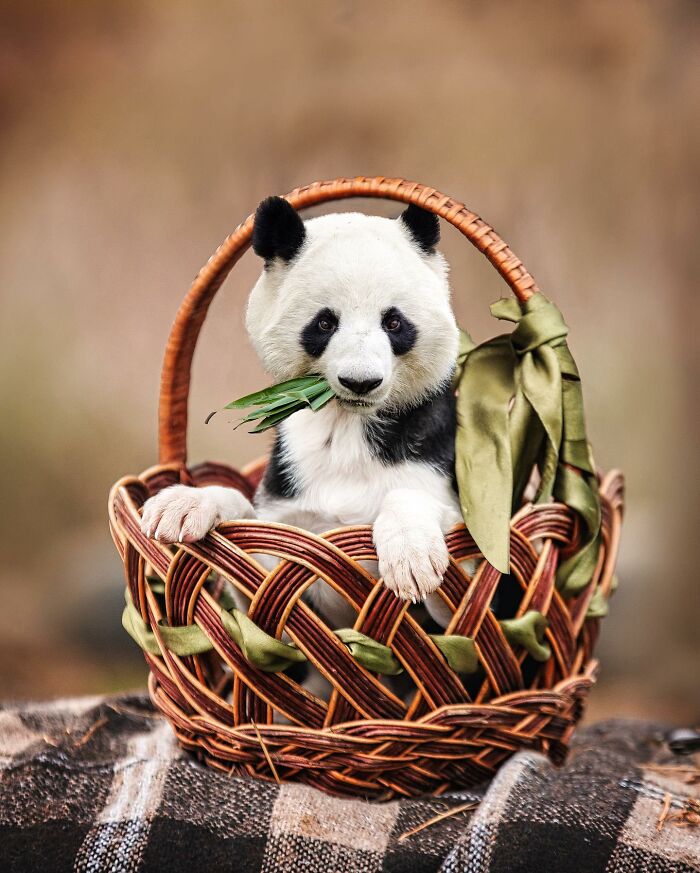 68 Imaginary Creatures That I Photoshopped By Fusing Two Existing Ones 68 Imaginary Creatures That I Photoshopped By Fusing Two Existing Ones