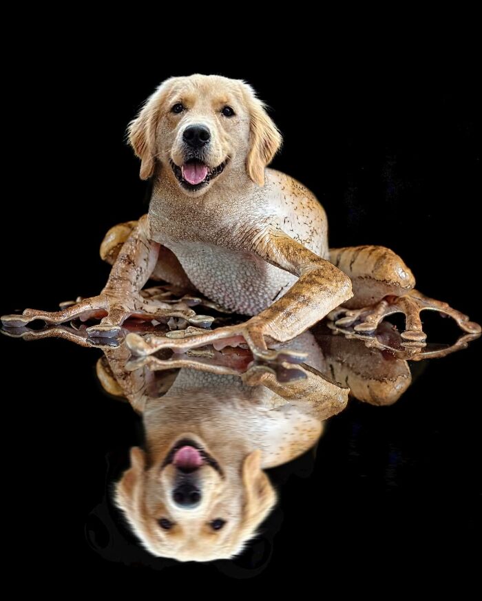 68 Imaginary Creatures That I Photoshopped By Fusing Two Existing Ones 68 Imaginary Creatures That I Photoshopped By Fusing Two Existing Ones