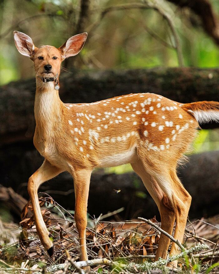 68 Imaginary Creatures That I Photoshopped By Fusing Two Existing Ones 68 Imaginary Creatures That I Photoshopped By Fusing Two Existing Ones