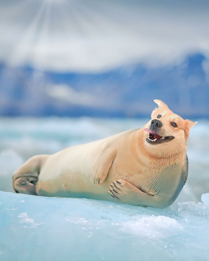 68 Imaginary Creatures That I Photoshopped By Fusing Two Existing Ones 68 Imaginary Creatures That I Photoshopped By Fusing Two Existing Ones